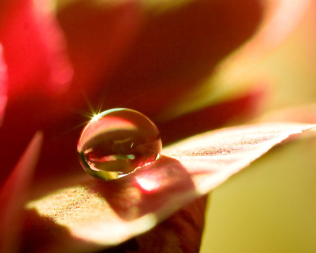 HD wallpaper flowers and drops of water #3 - 1280x1024