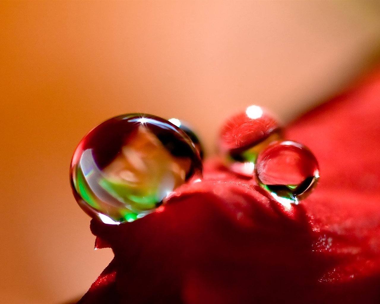 HD wallpaper flowers and drops of water #4 - 1280x1024