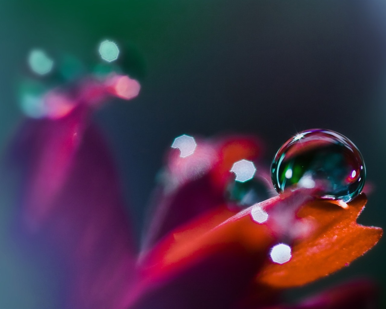 HD wallpaper flowers and drops of water #6 - 1280x1024