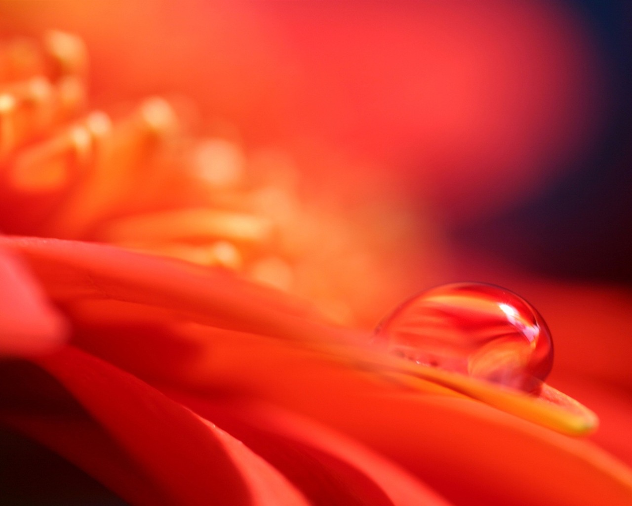HDの壁紙の花と水滴 #7 - 1280x1024