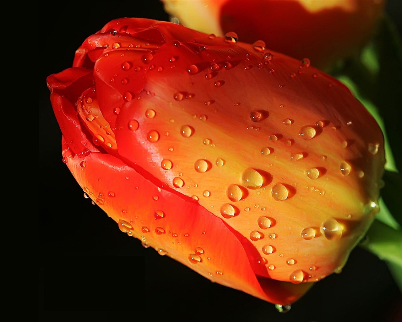 HDの壁紙の花と水滴 #13 - 1280x1024