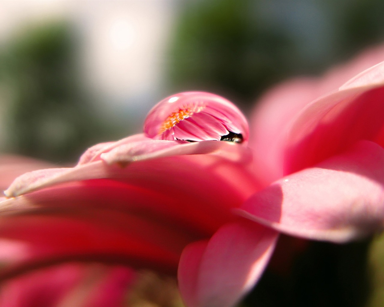 fleurs d'écran HD et des gouttes d'eau #14 - 1280x1024