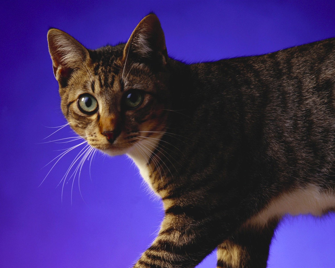 PET Kolekce Tapety na plochu (3) #11 - 1280x1024