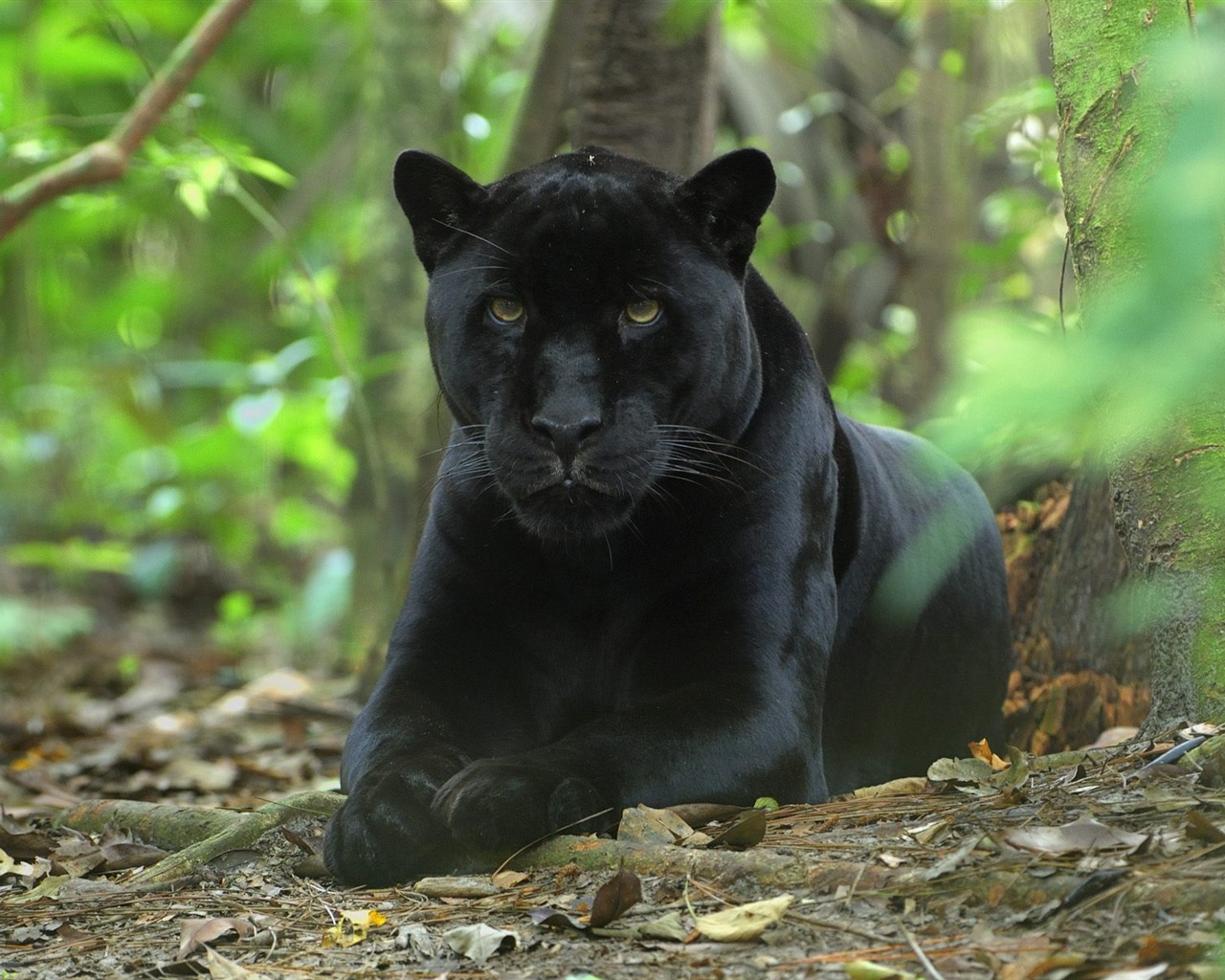 Animal Wallpaper Collection (11) #4 - 1280x1024