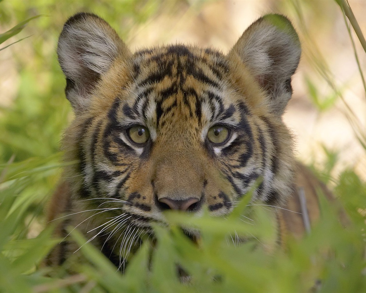 Animal Wallpaper Collection (11) #13 - 1280x1024