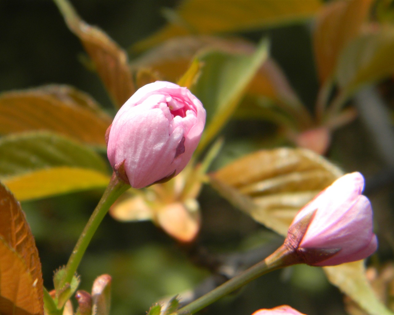 Flowers HD photography collection (1) #1 - 1280x1024