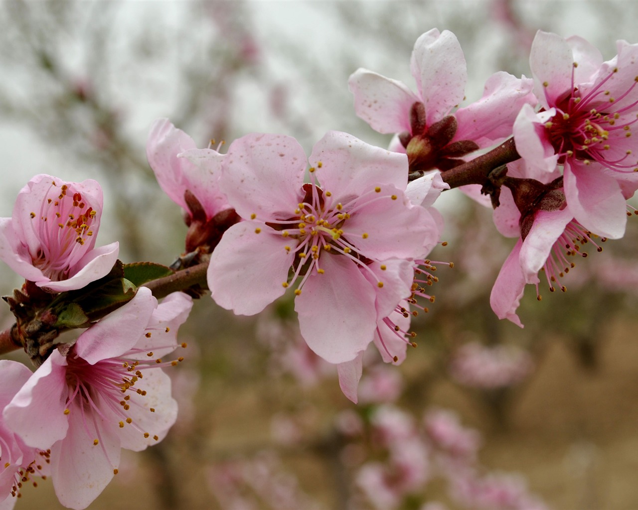 Flowers HD photography collection (1) #17 - 1280x1024