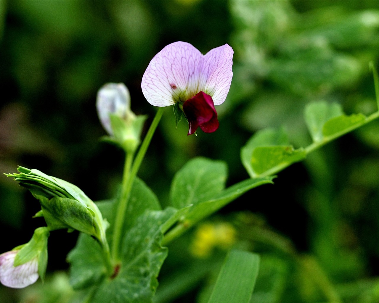 Flowers HD photography collection (2) #1 - 1280x1024
