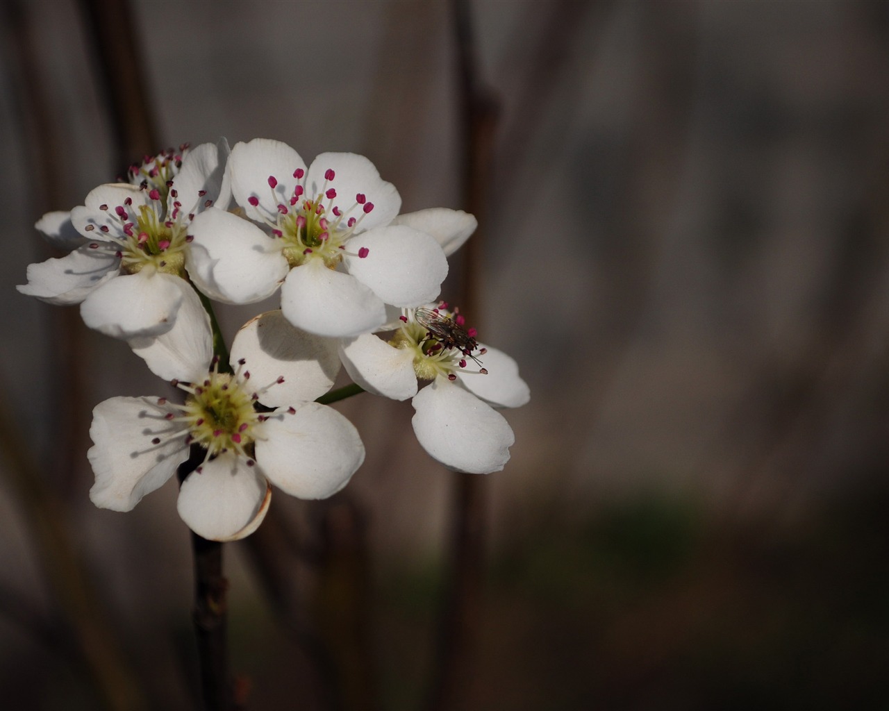 꽃의 HD 사진 모음 (2) #5 - 1280x1024