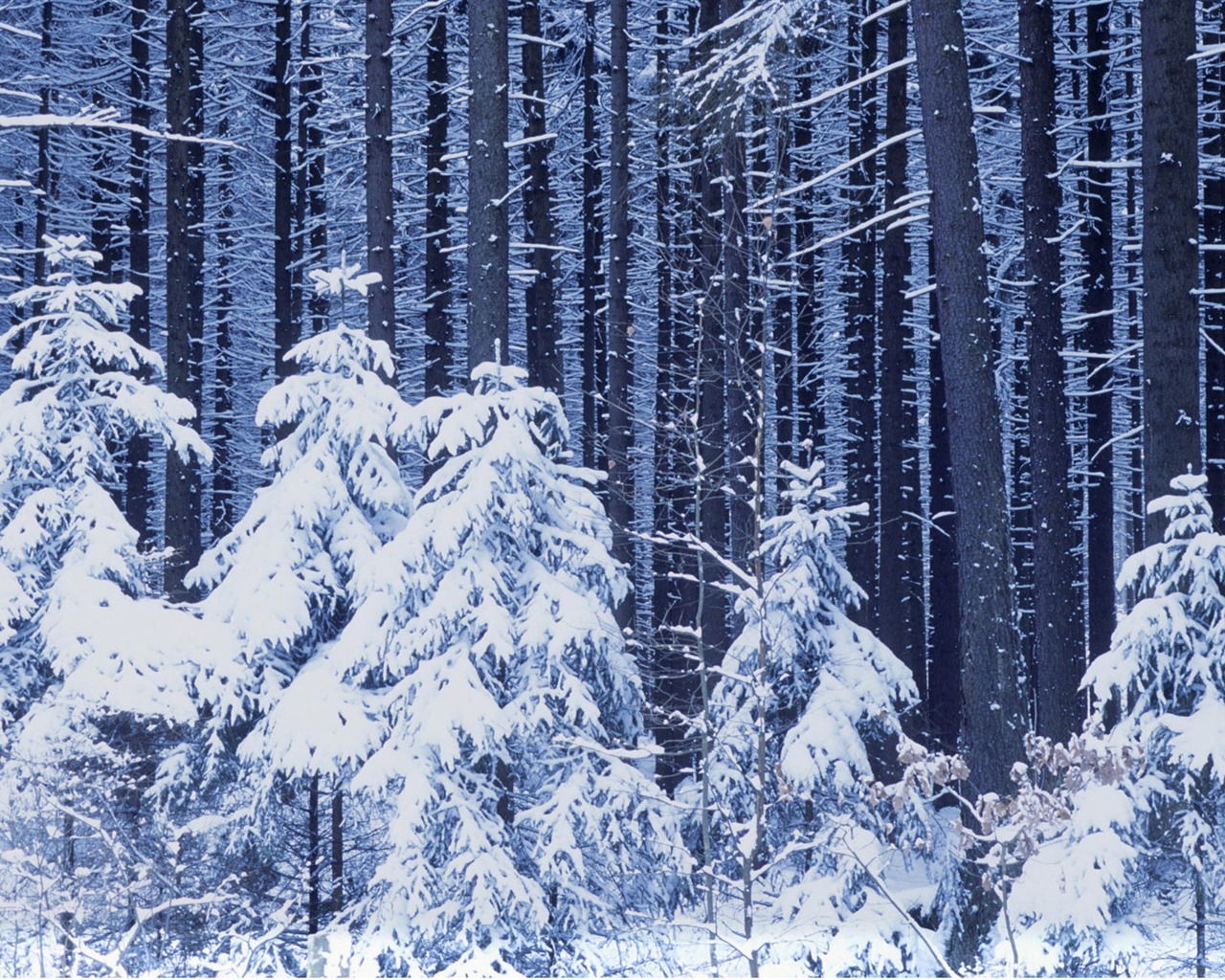 Fond d'écran panoramique de neige (1) #2 - 1280x1024