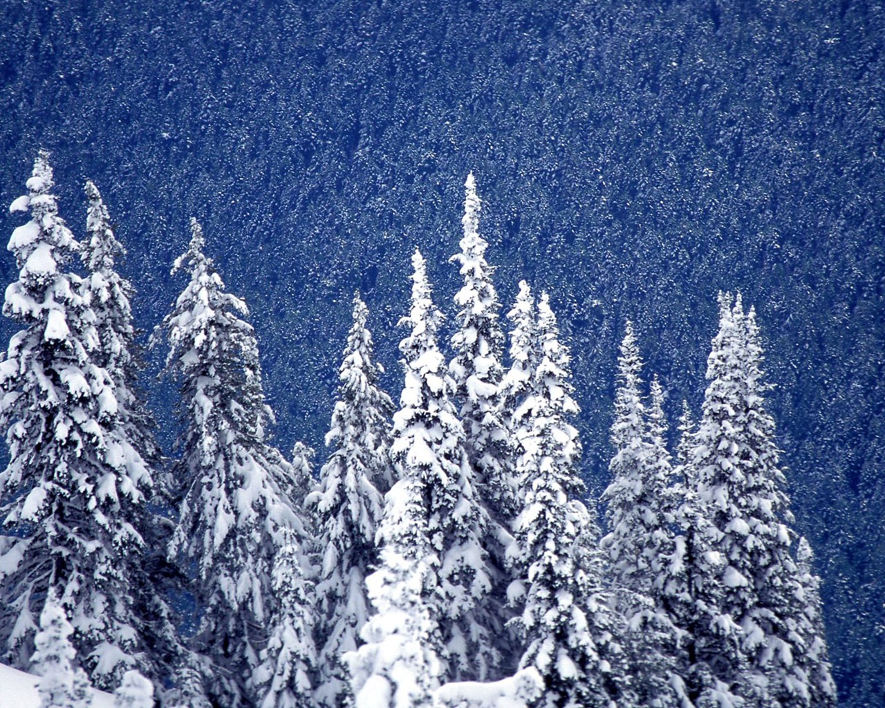 Sníh širokoúhlý tapety (1) #14 - 1280x1024