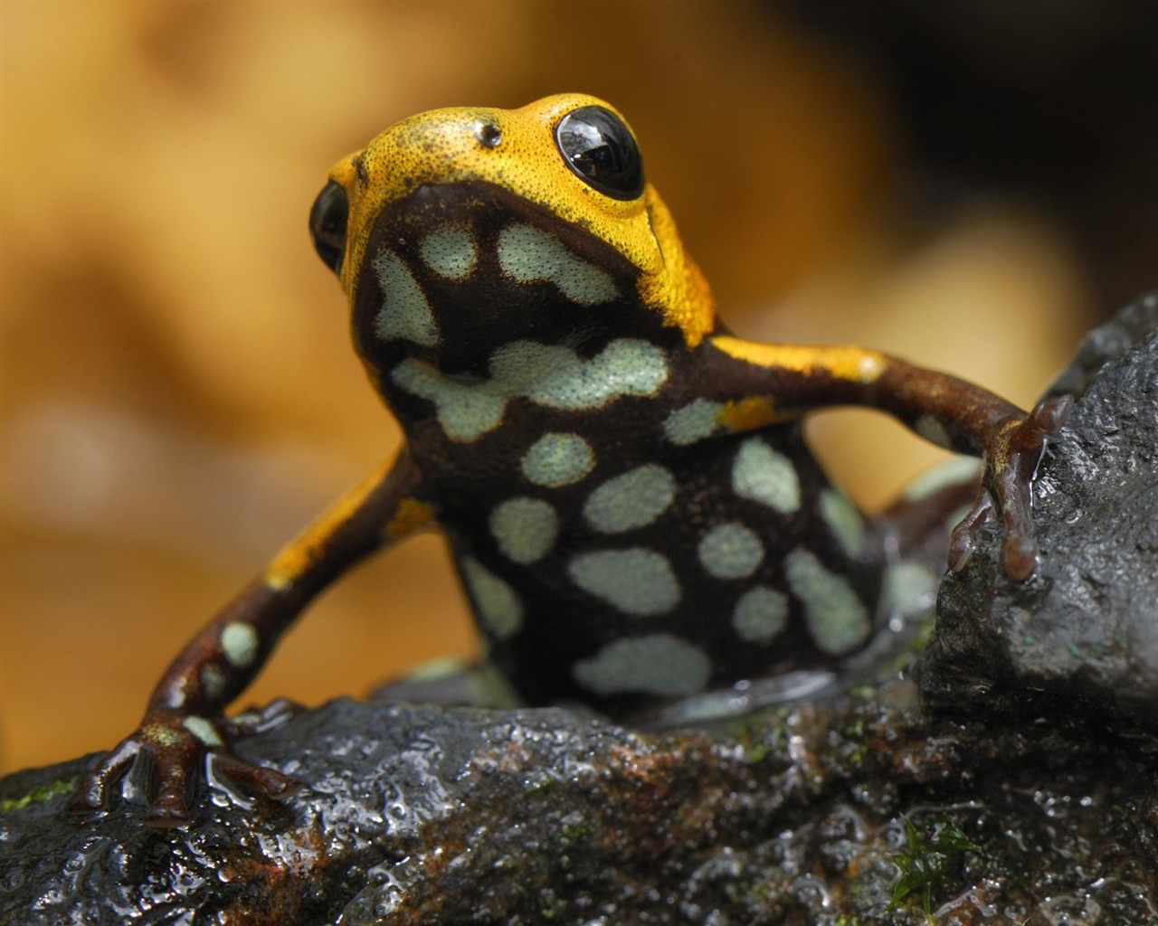 Animal Wallpaper Collection (12) #2 - 1280x1024