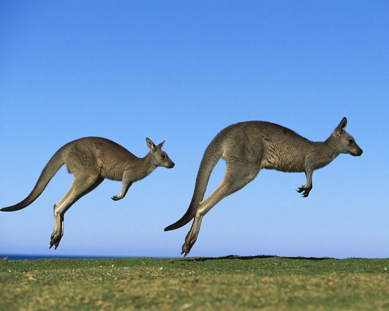 Animal Wallpaper Collection (12) #5 - 1280x1024