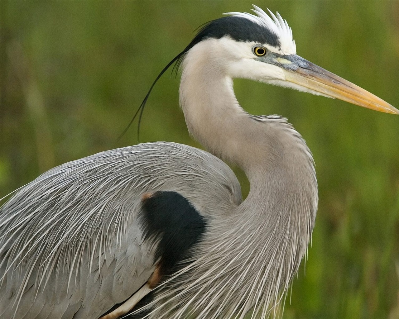 Animal Wallpaper Collection (12) #15 - 1280x1024