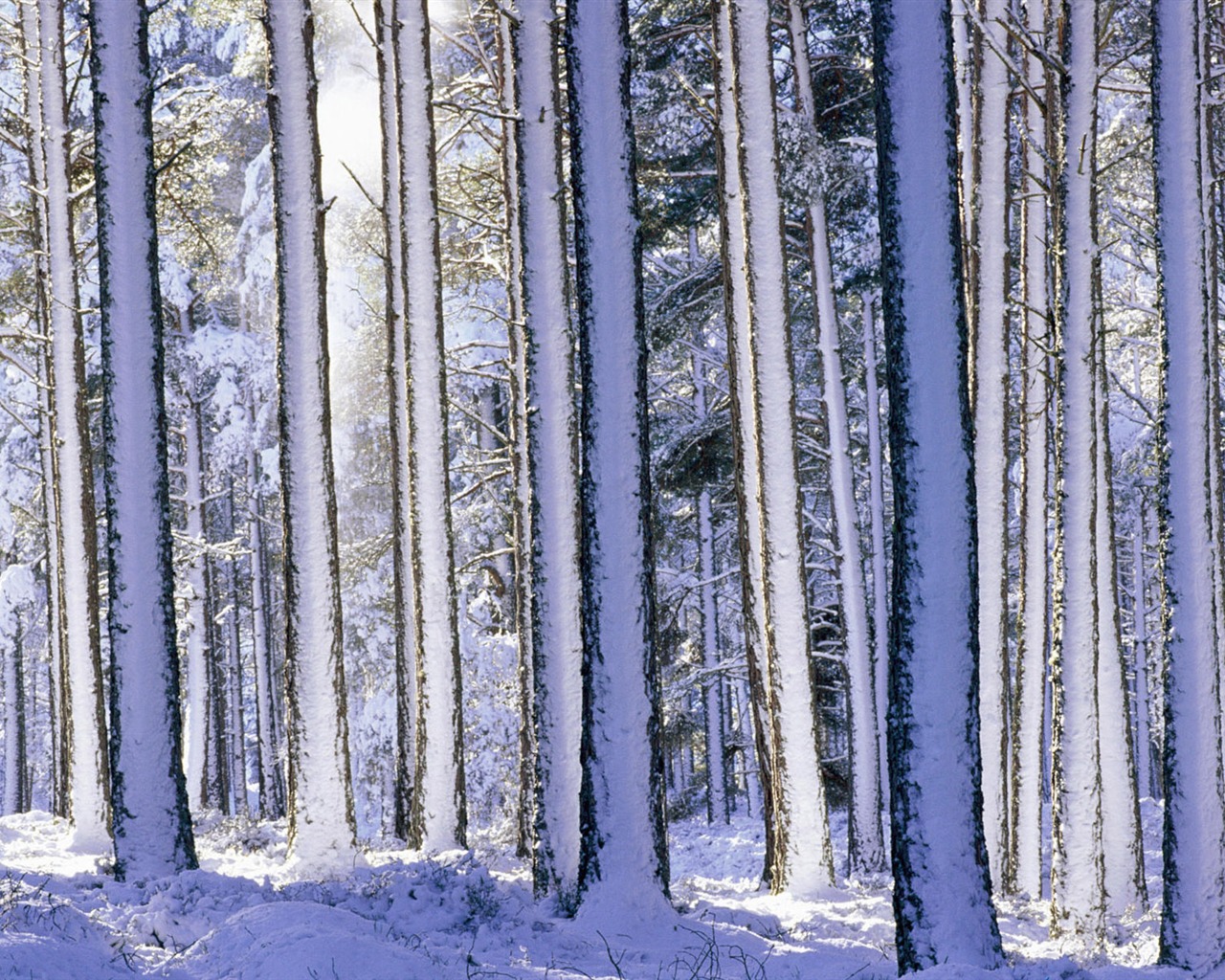 寬屏雪景 壁紙(二) #18 - 1280x1024