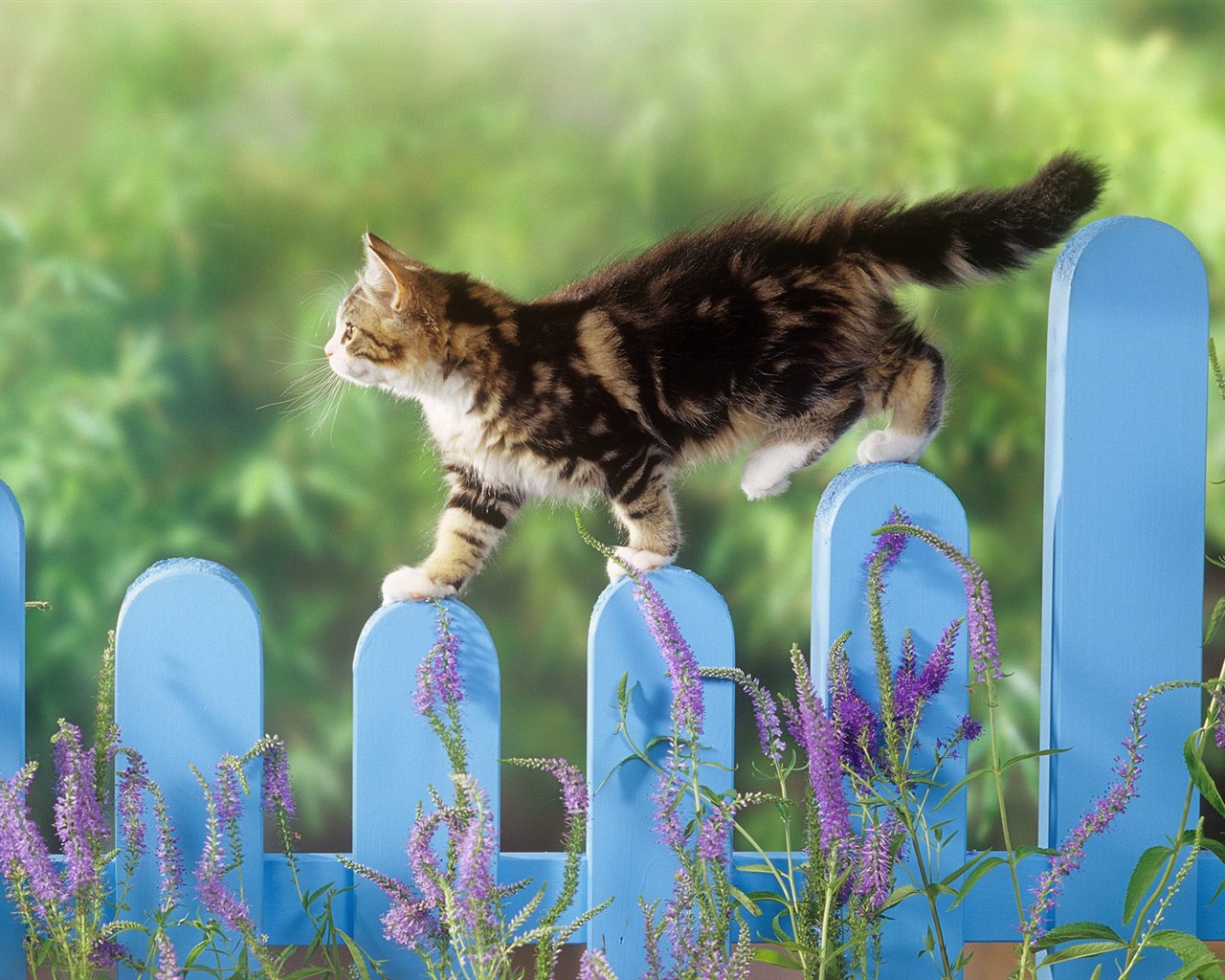 Animal Wallpaper Collection (15) #1 - 1280x1024