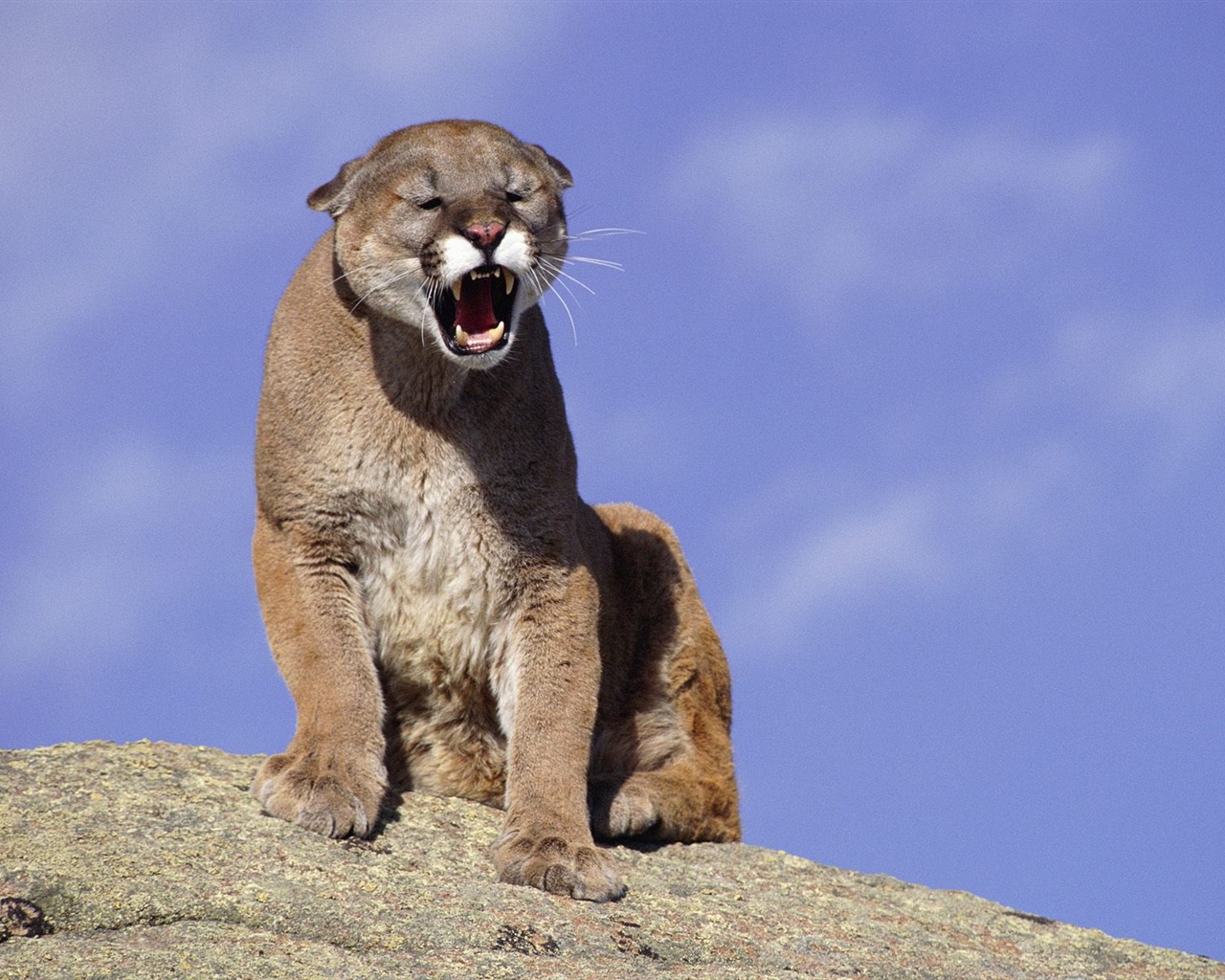 Animal Wallpaper Collection (15) #5 - 1280x1024