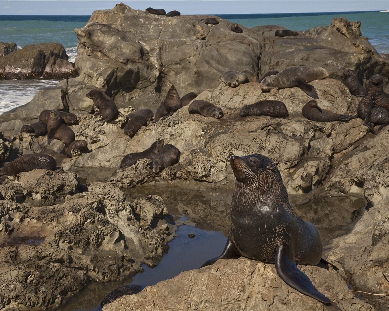 Animal Wallpaper Collection (15) #15 - 1280x1024