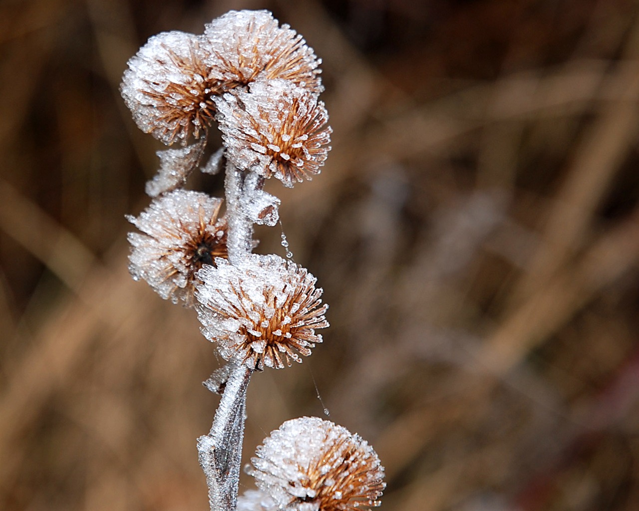 冰雪植物 壁纸专辑(二)2 - 1280x1024