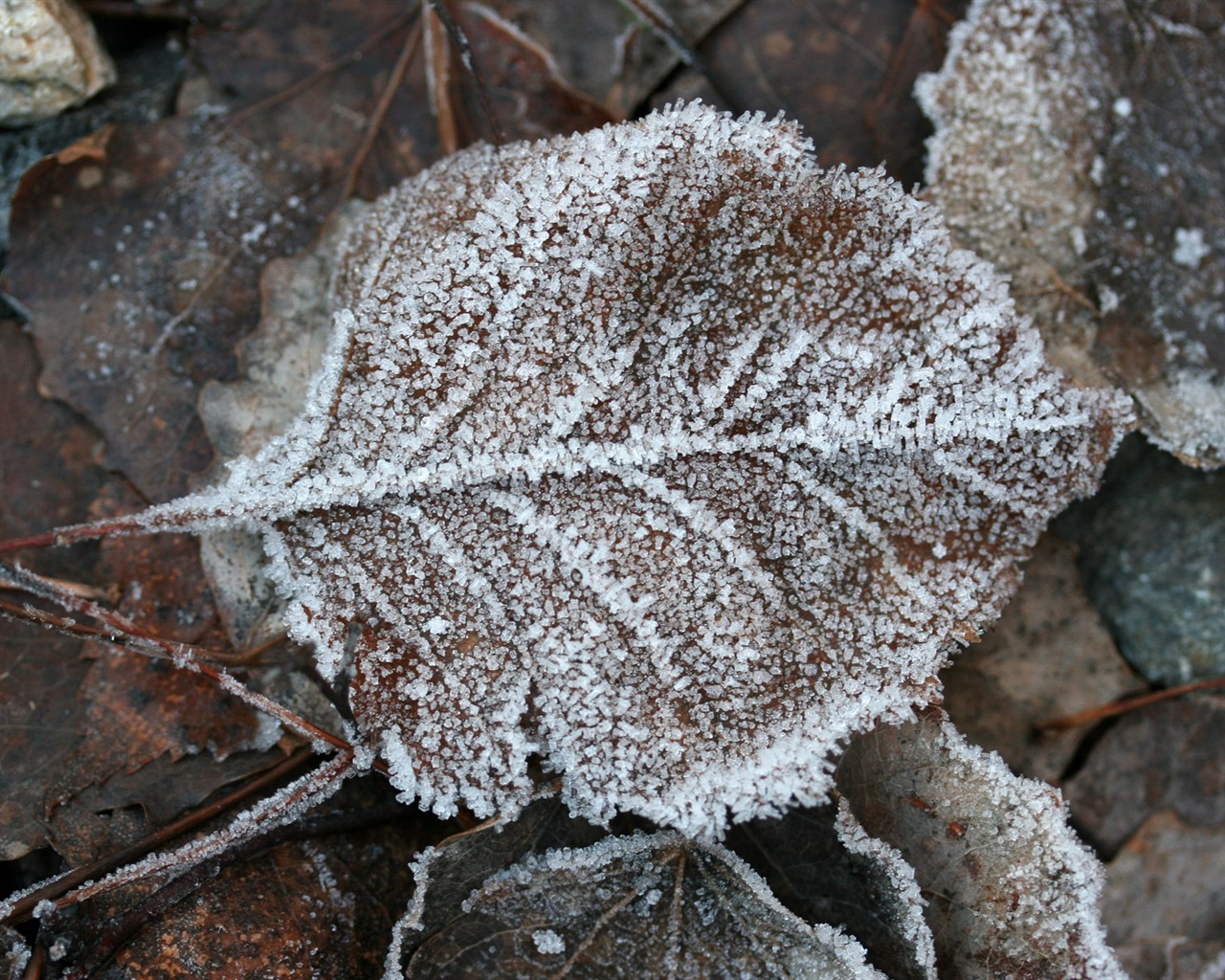 冰雪植物 壁紙專輯(二) #3 - 1280x1024