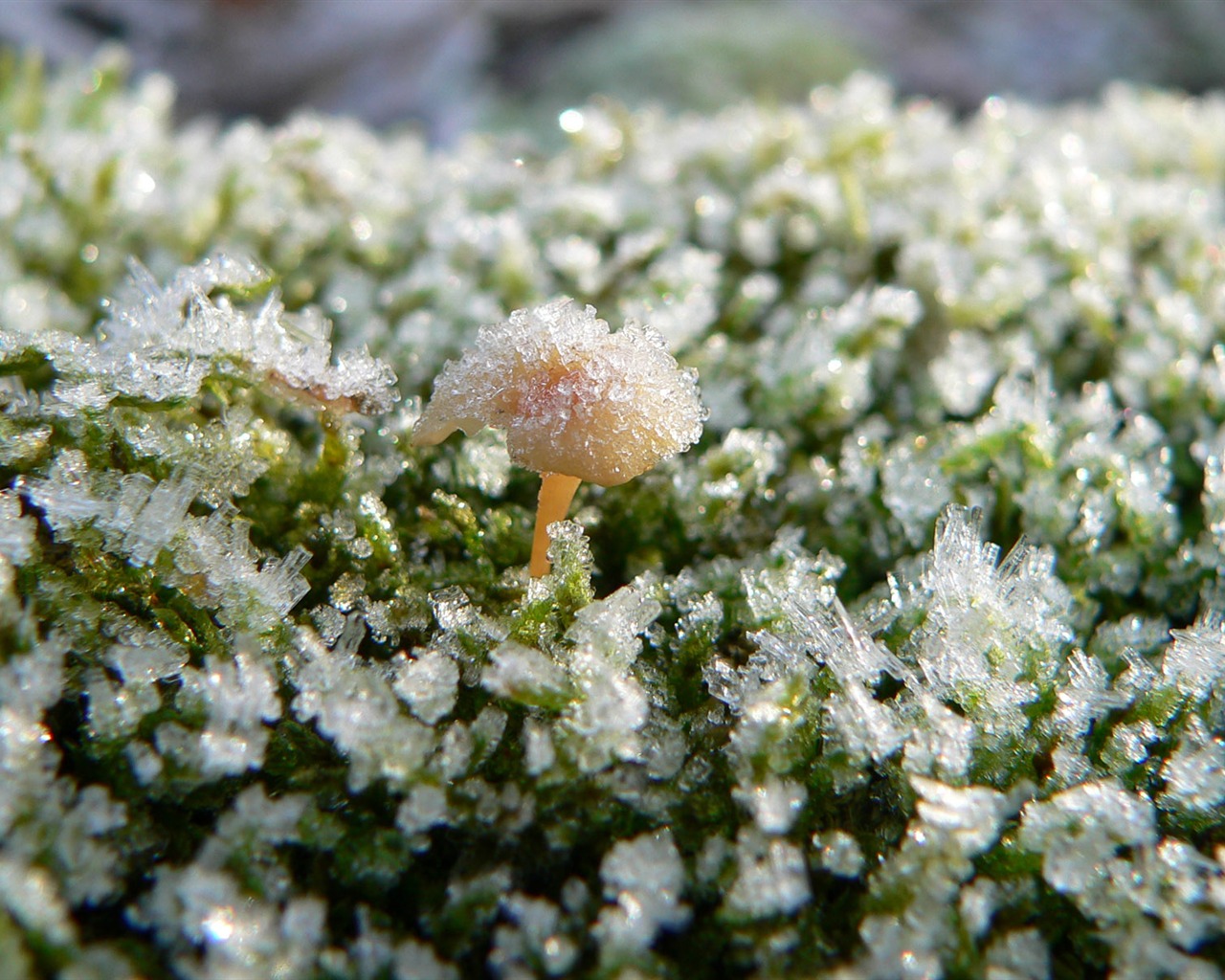 Ice Plant écran Album (2) #4 - 1280x1024