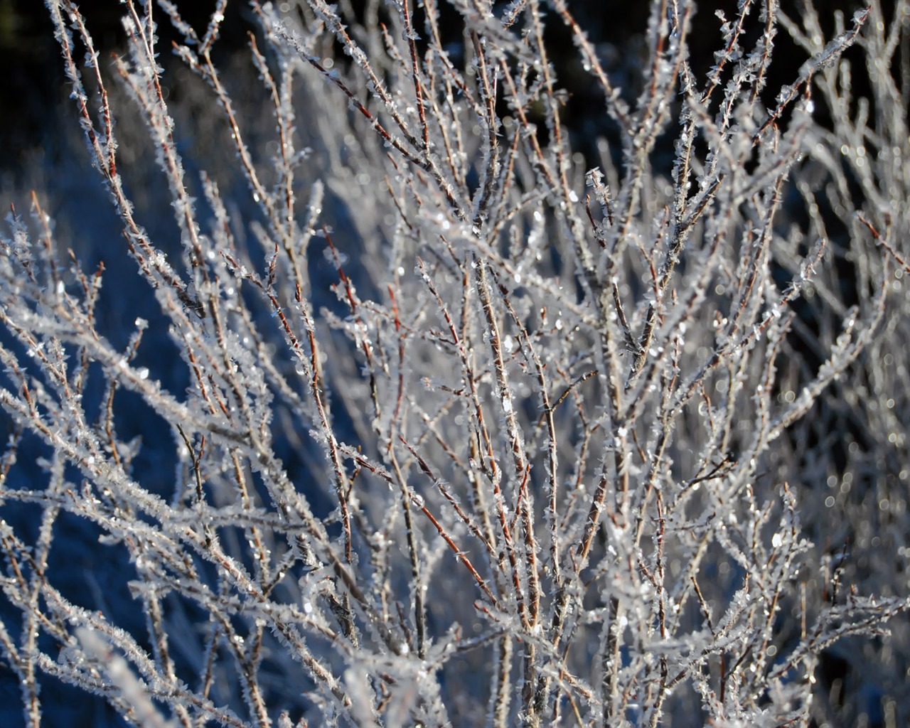 冰雪植物 壁紙專輯(二) #5 - 1280x1024