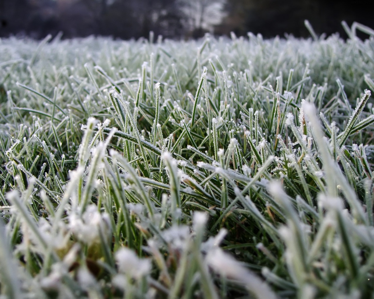 Ice plant Wallpapers Album (2) #8 - 1280x1024