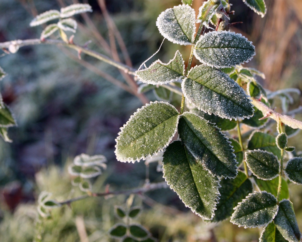 冰雪植物 壁纸专辑(二)10 - 1280x1024