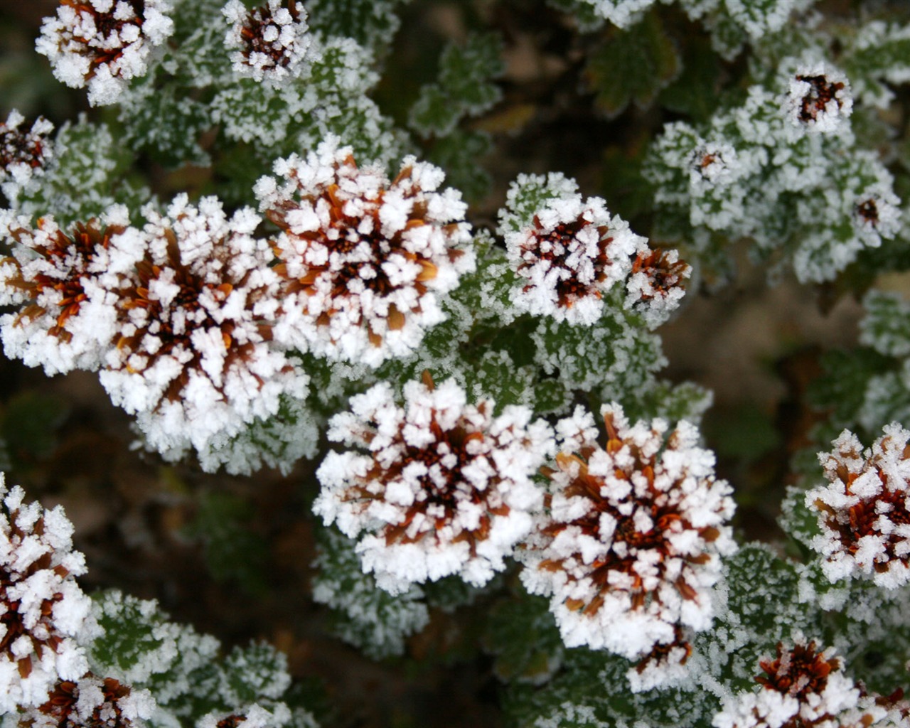 冰雪植物 壁纸专辑(二)12 - 1280x1024