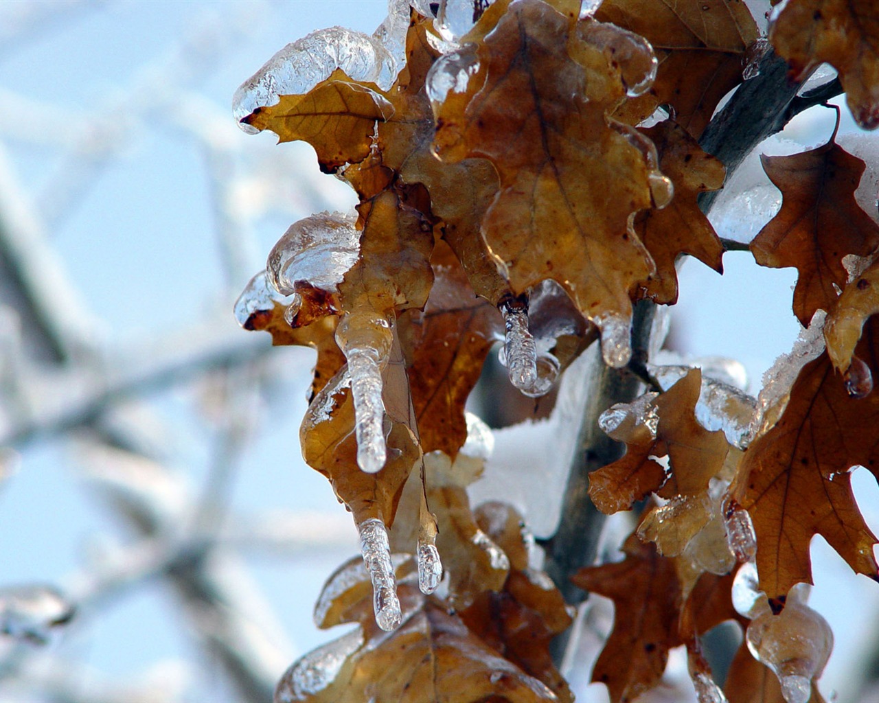 Fondos de pantalla planta de hielo álbum (2) #15 - 1280x1024