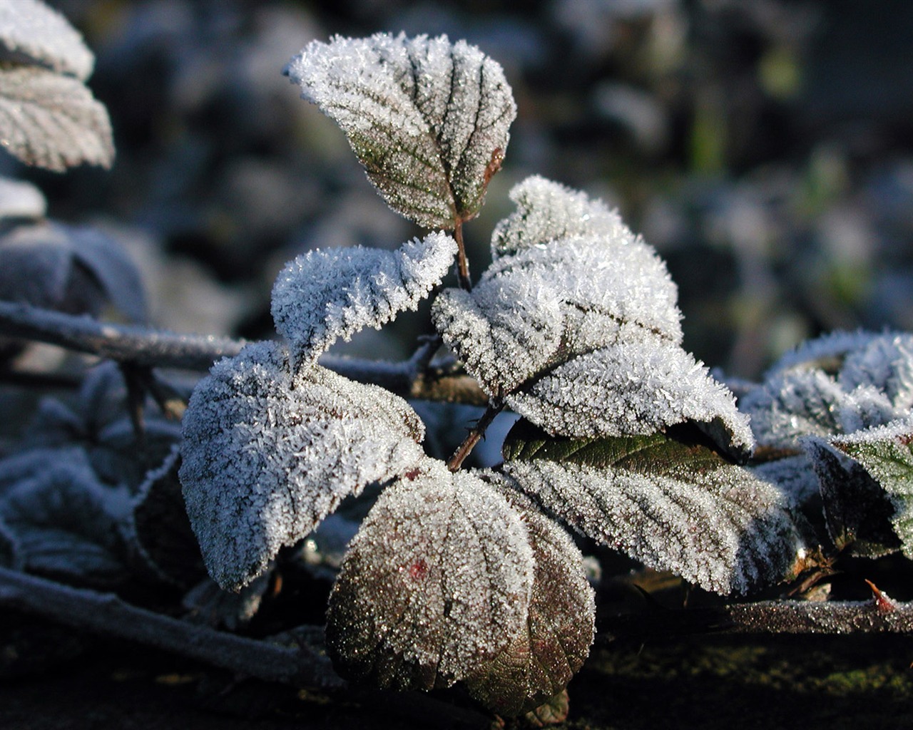 冰雪植物 壁纸专辑(二)16 - 1280x1024