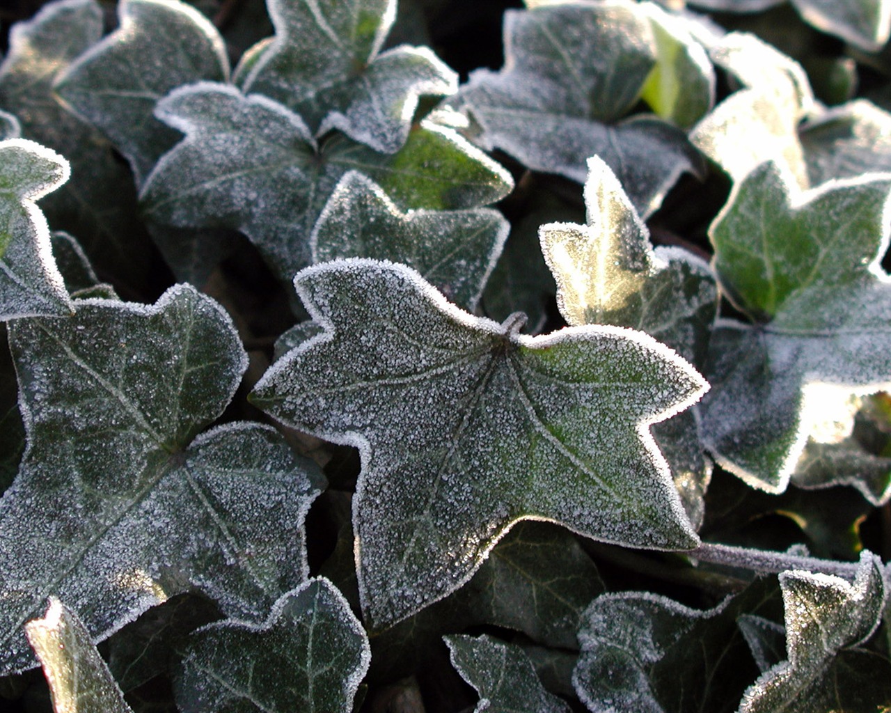 Ice Plant écran Album (2) #17 - 1280x1024