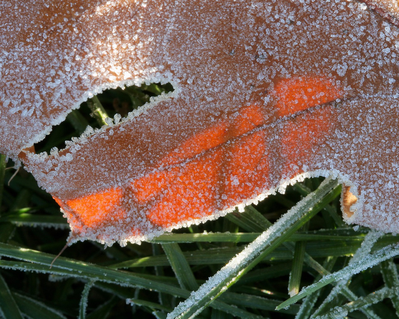 Ice plant Wallpapers Album (2) #18 - 1280x1024