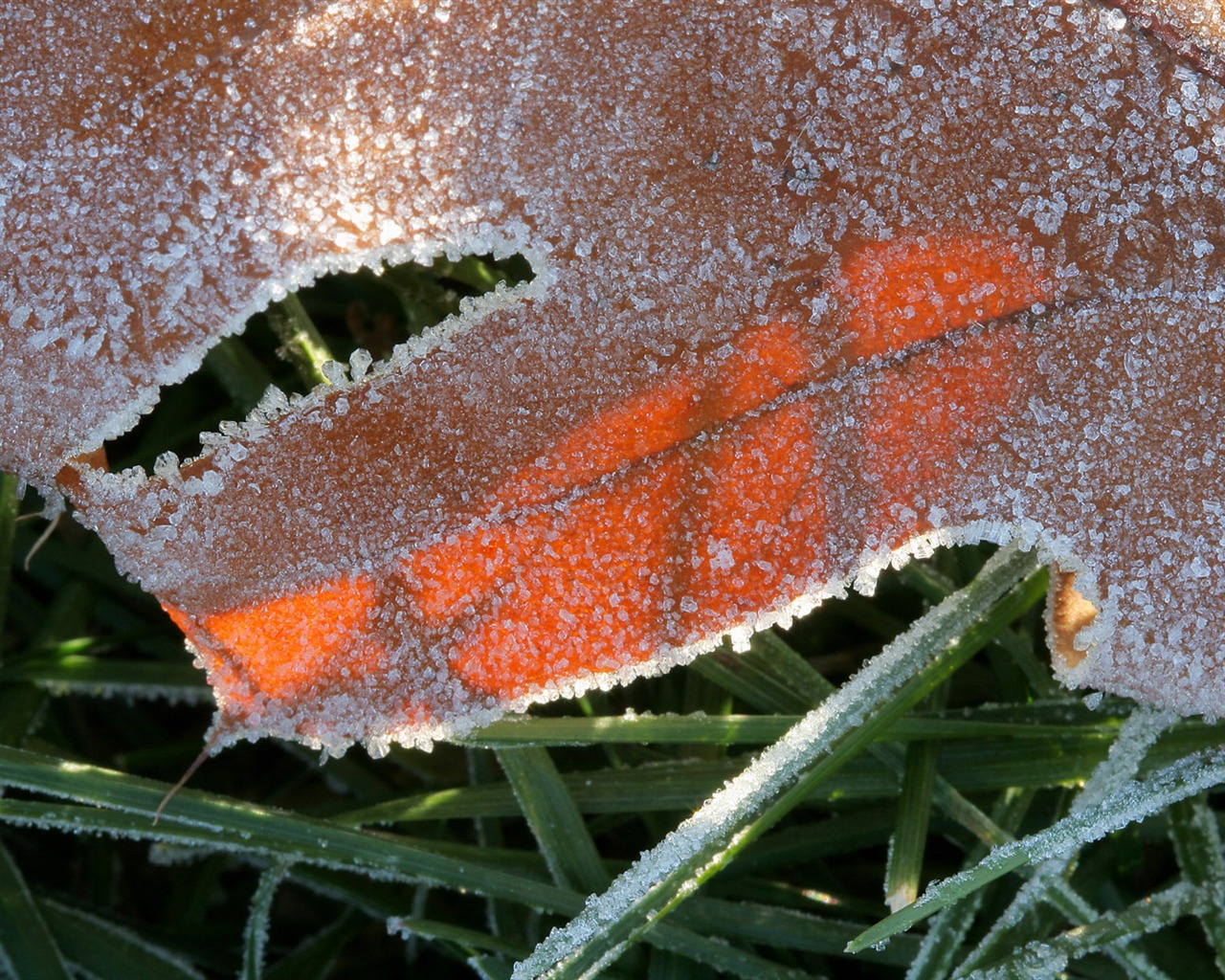 Fondos de pantalla planta de hielo álbum (2) #18 - 1280x1024