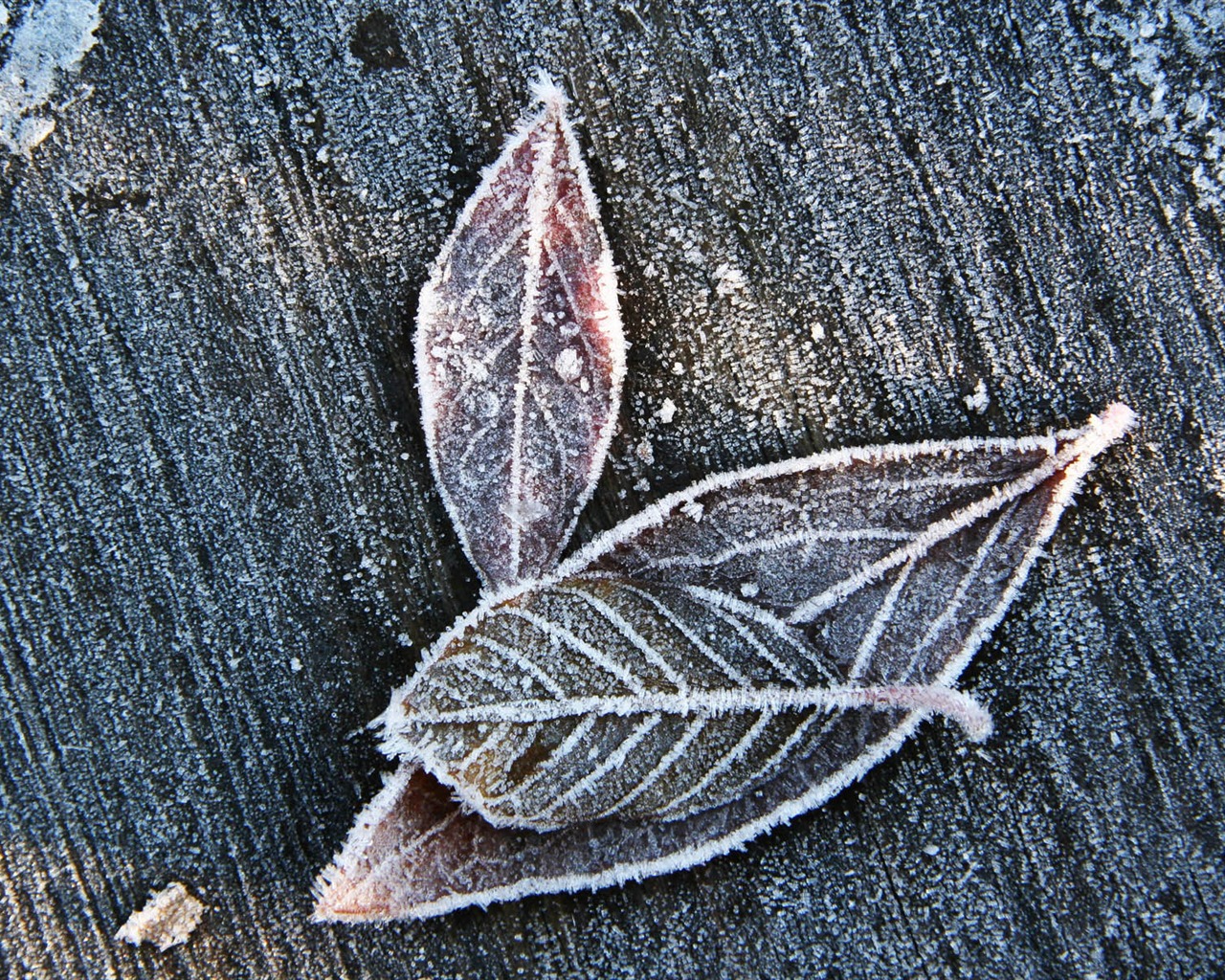 冰雪植物 壁纸专辑(二)19 - 1280x1024