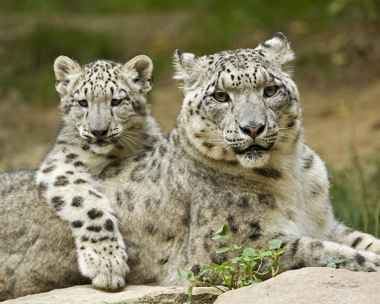 Animal Wallpaper Collection (17) #7 - 1280x1024