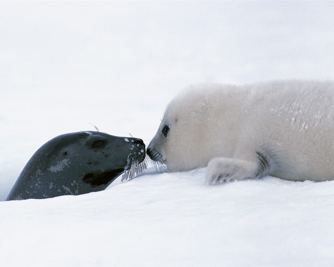 Animal Wallpaper Collection (17) #11 - 1280x1024