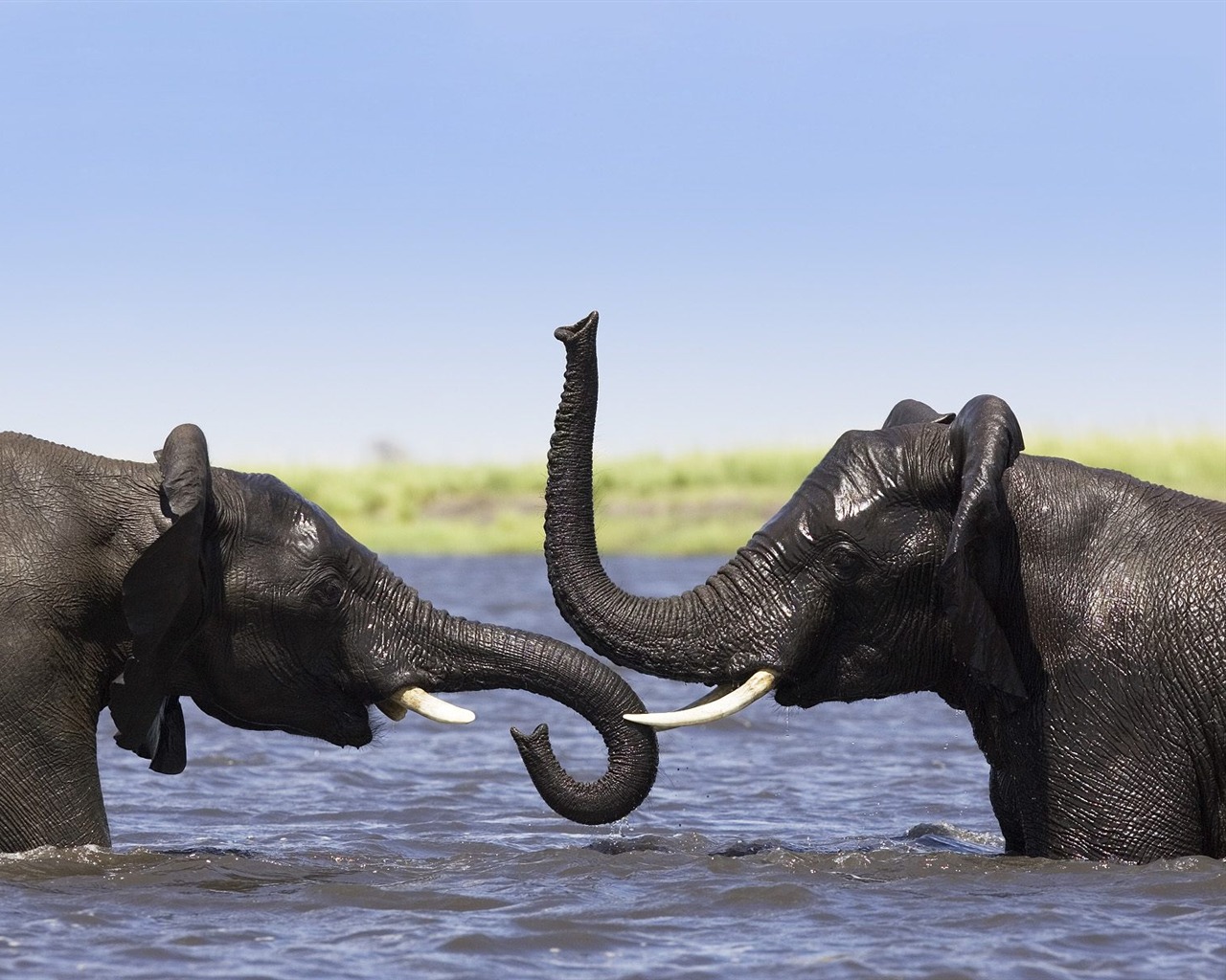 Animal Wallpaper Collection (17) #20 - 1280x1024
