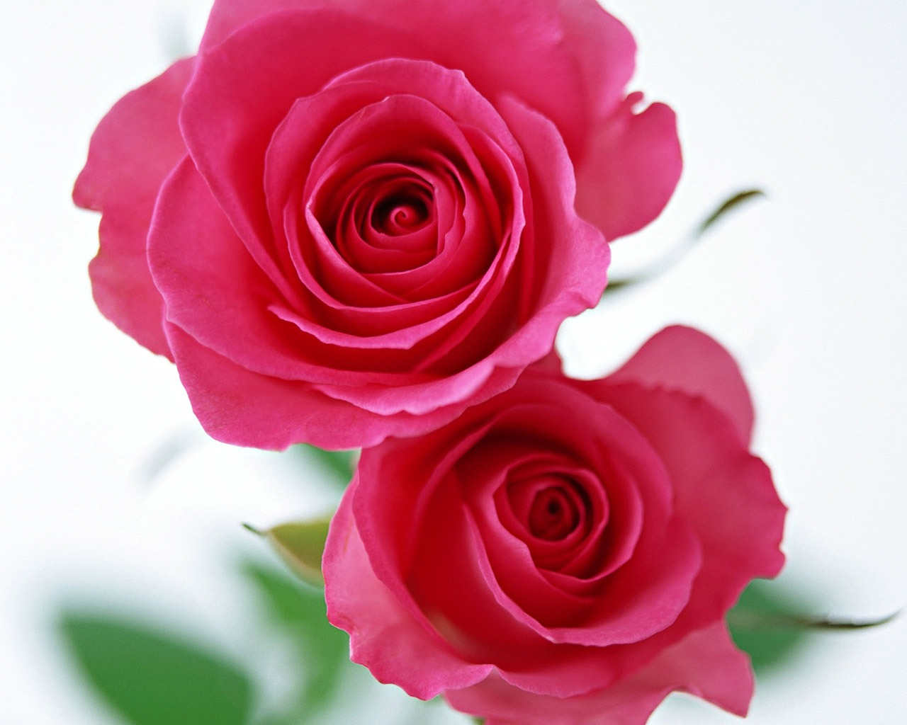 Rose Foto tapety (4) #1 - 1280x1024