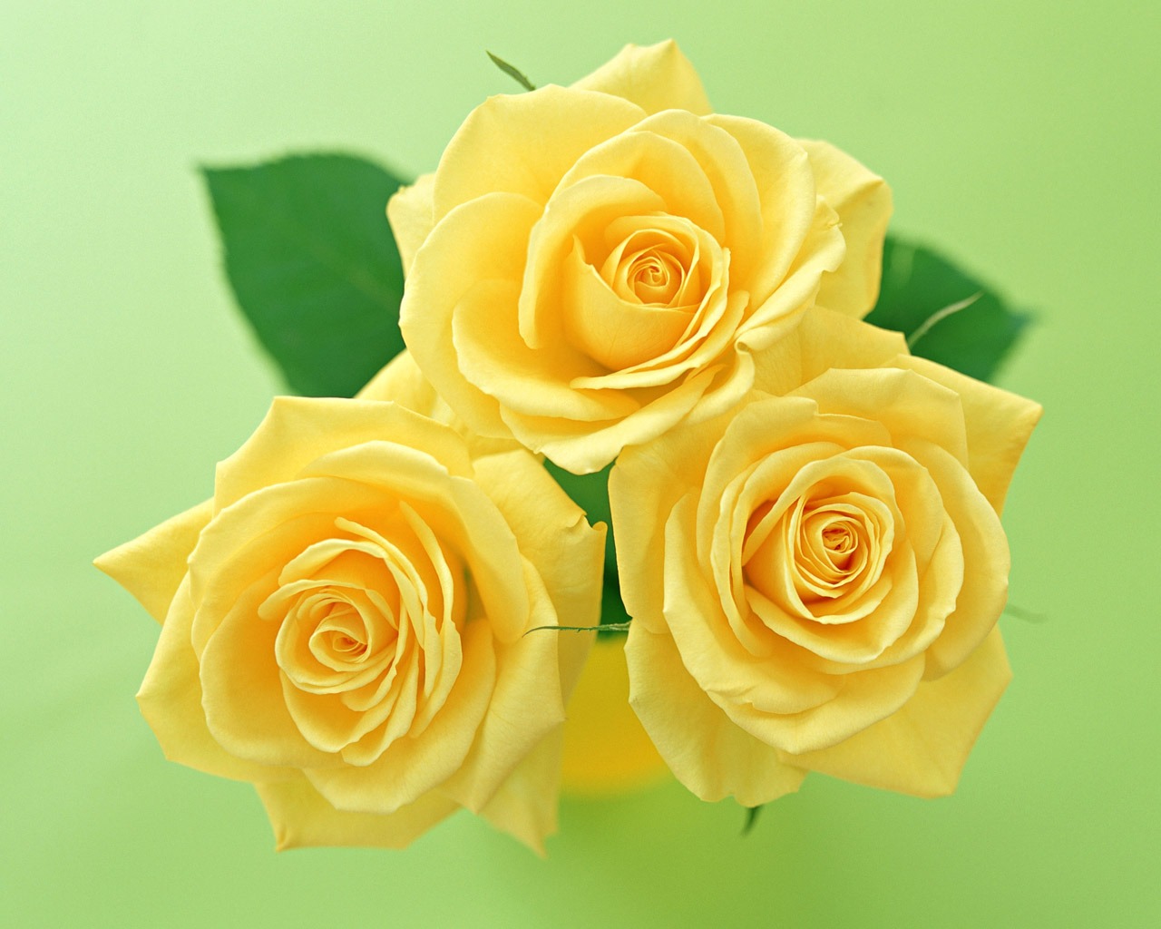 Rose Photo Wallpaper (4) #5 - 1280x1024