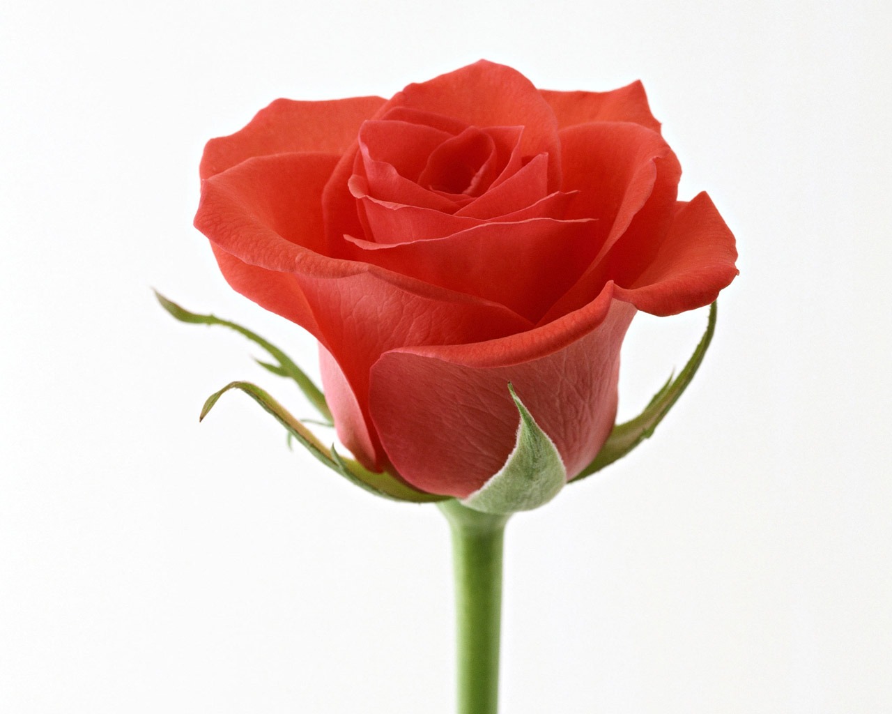 Rose Foto tapety (4) #9 - 1280x1024