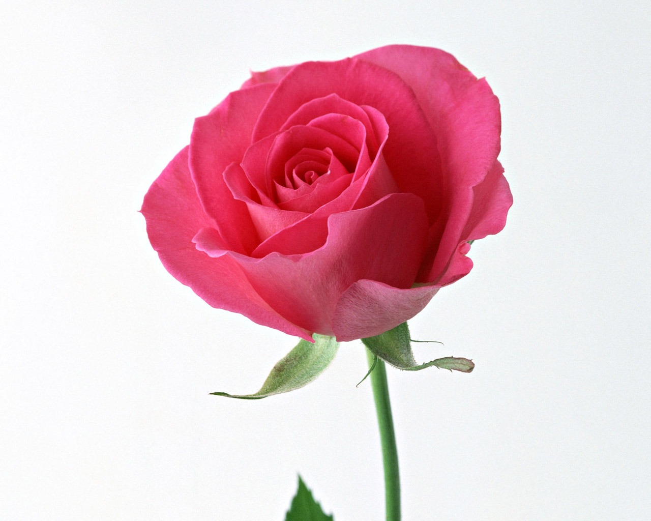 Rose Foto tapety (4) #10 - 1280x1024