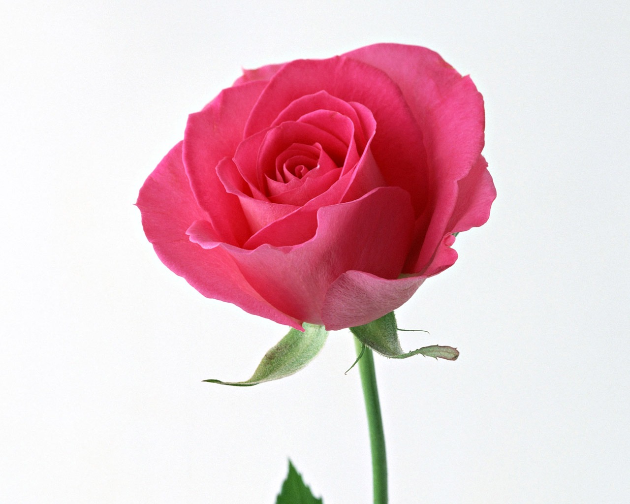 Rose Photo Wallpaper (4) #10 - 1280x1024