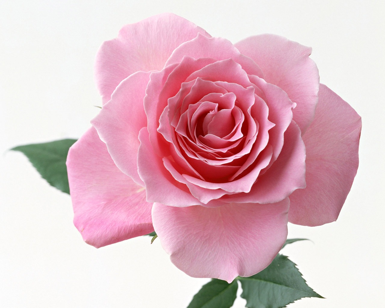 Rose Photo Wallpaper (4) #11 - 1280x1024