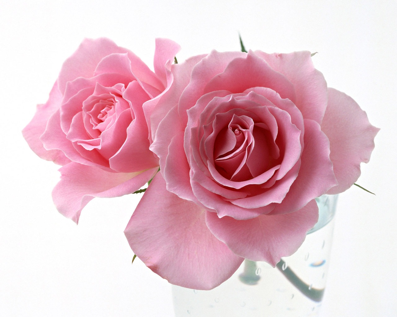 Rose Foto tapety (4) #12 - 1280x1024
