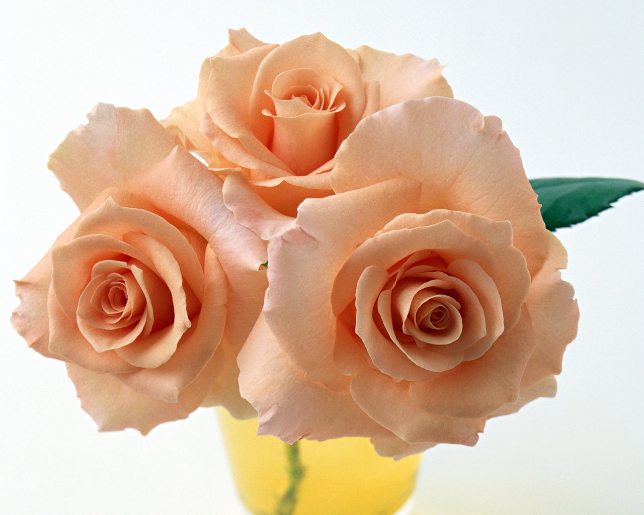 Rose Foto tapety (4) #13 - 1280x1024