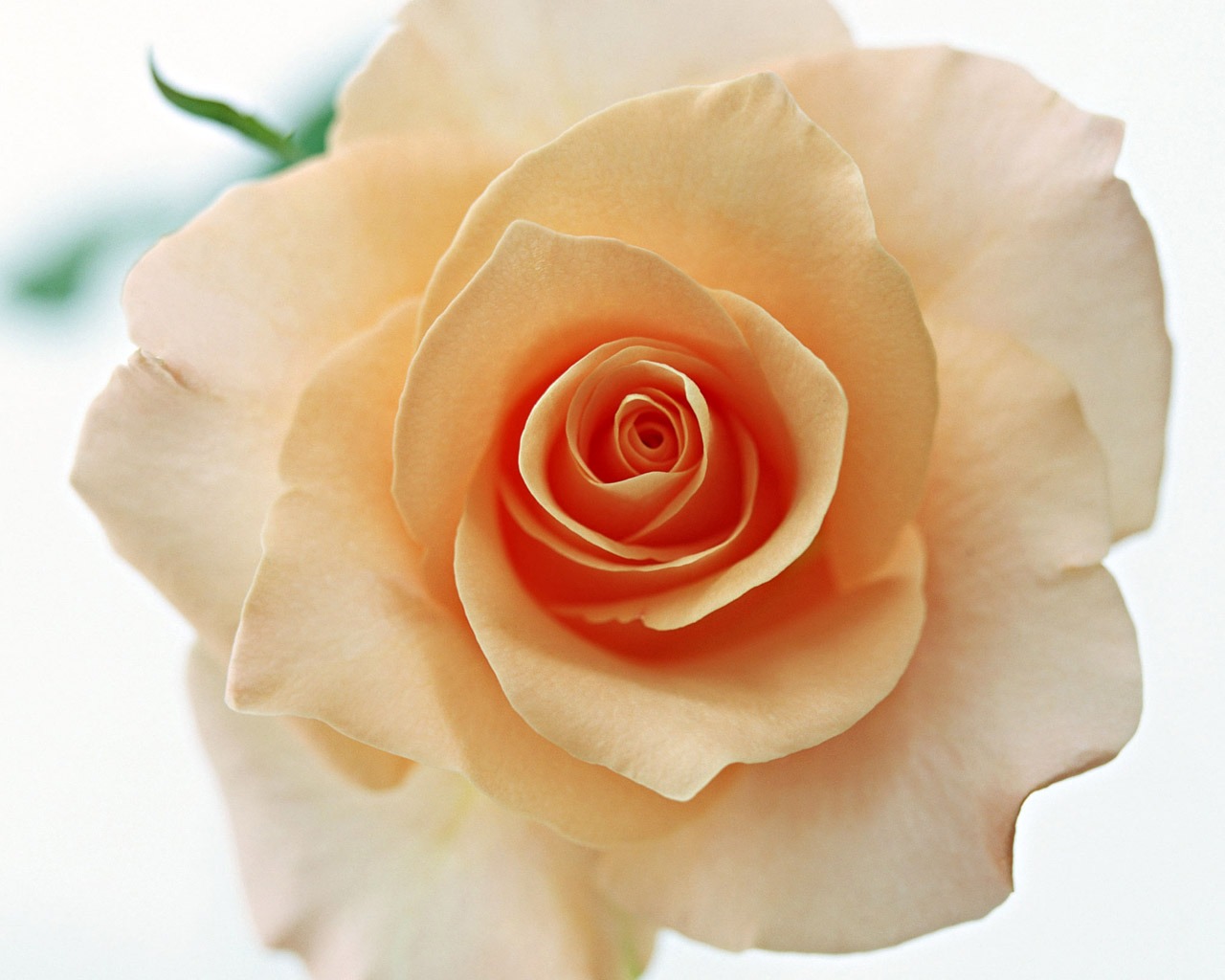 Rose Photo Wallpaper (4) #14 - 1280x1024