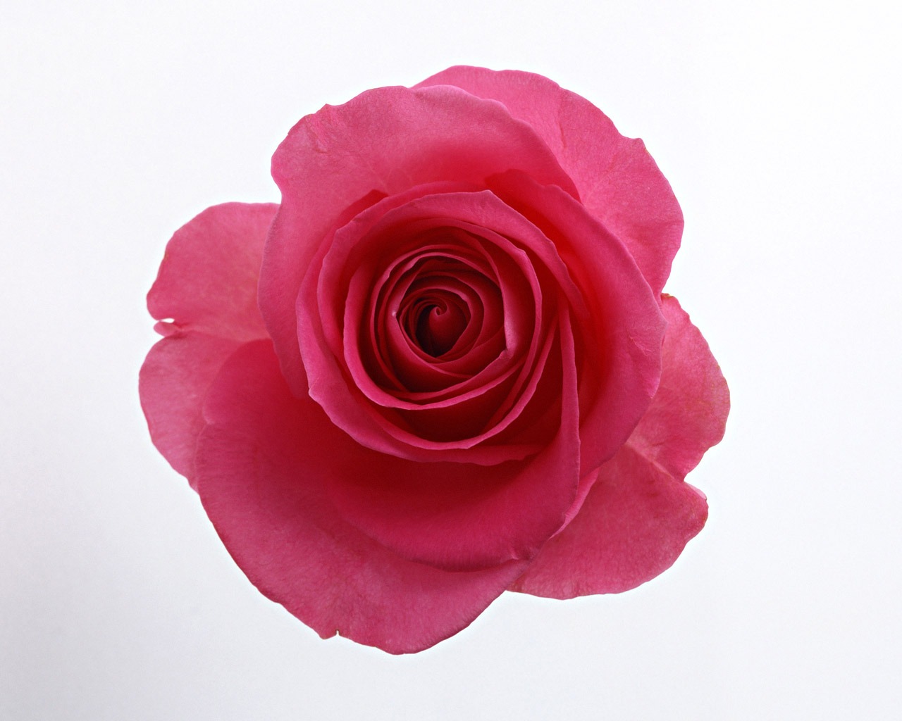 Rose Foto tapety (4) #19 - 1280x1024