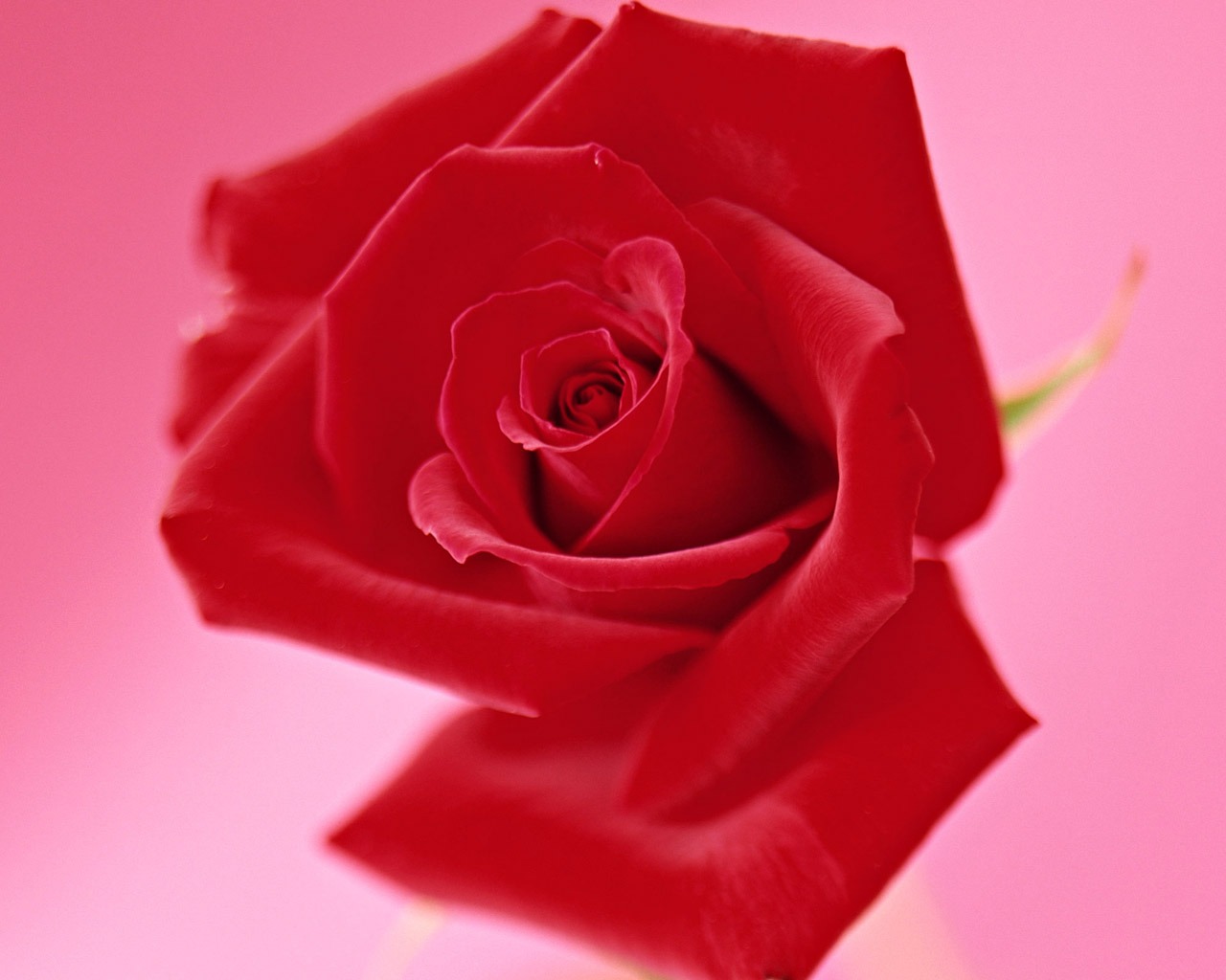 Rose Foto tapety (4) #20 - 1280x1024