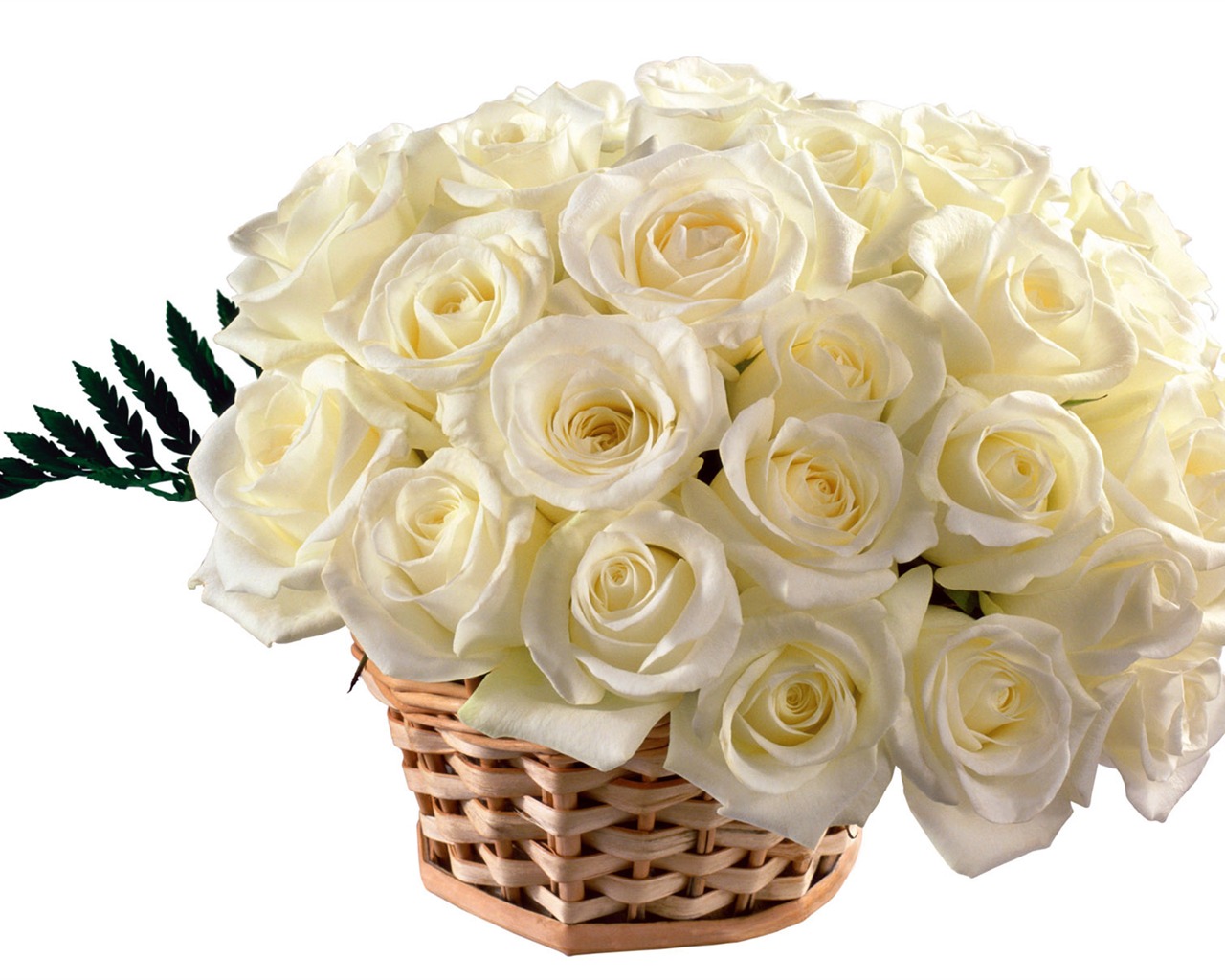 Rose Foto tapety (5) #6 - 1280x1024
